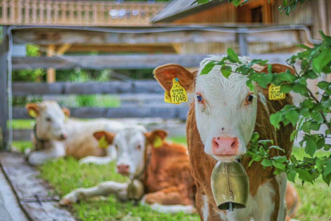 Slovenia Eco Resort Stahovica ภายนอก รูปภาพ