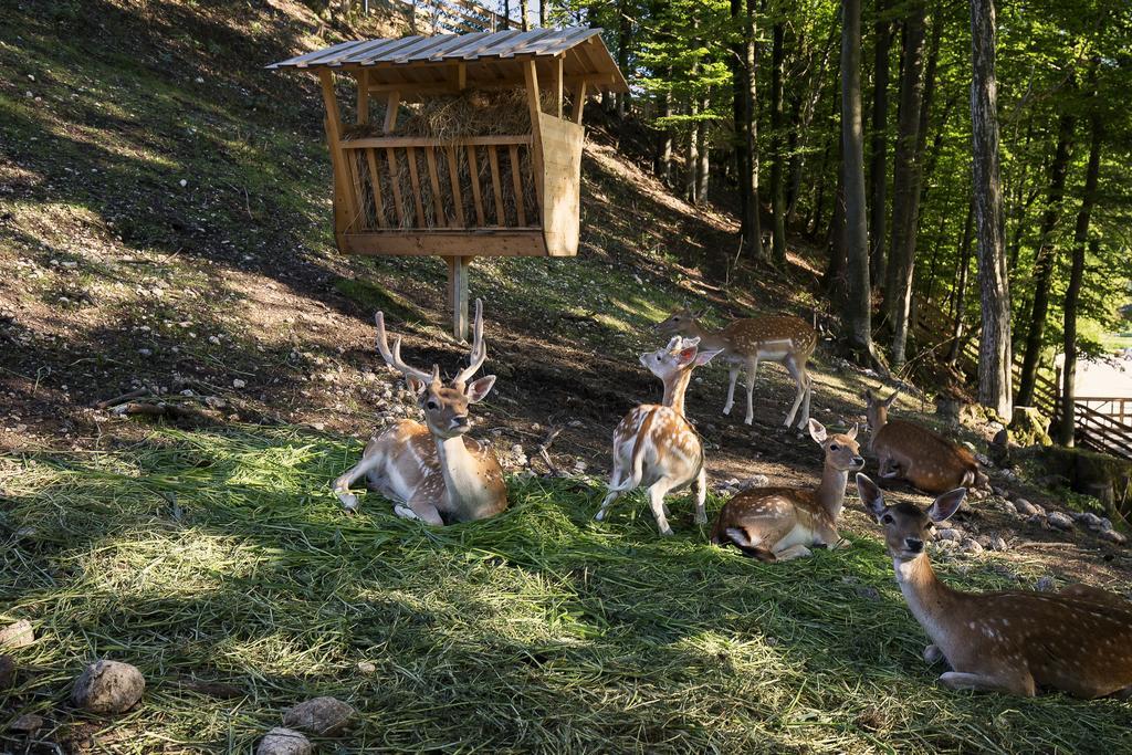 Slovenia Eco Resort Stahovica ภายนอก รูปภาพ